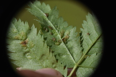 Arthropoda