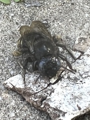 Xylocopa tabaniformis parkinsoniae