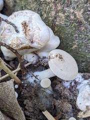 Entoloma abortivum