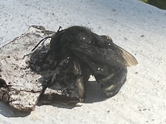 Xylocopa tabaniformis parkinsoniae
