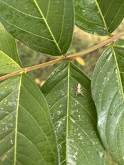 Hentzia mitrata