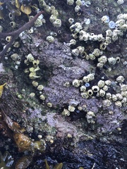 Chamberlainium tumidum