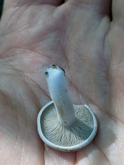 Entoloma abortivum