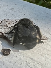 Xylocopa tabaniformis parkinsoniae
