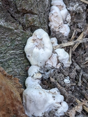 Entoloma abortivum