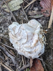 Entoloma abortivum