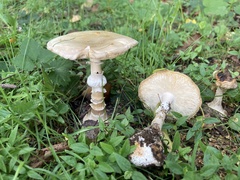 Amanita phalloides