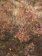 Pultenaea spinosa