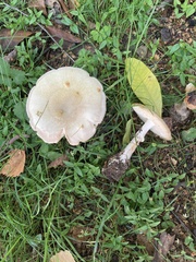 Amanita phalloides