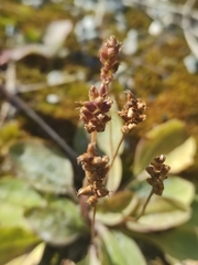 Plantaginaceae