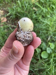Amanita phalloides