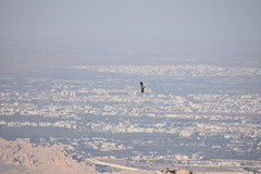 Neophron percnopterus