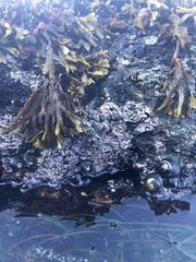 Chamberlainium tumidum