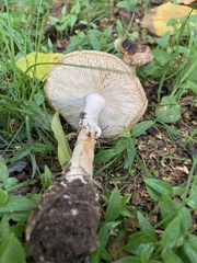 Amanita phalloides