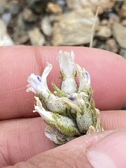Oxytropis borealis