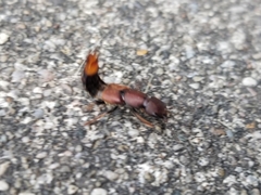 Platydracus cinnamopterus