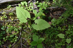Arnica cordifolia