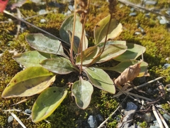 Plantaginaceae