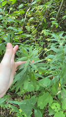 Artemisia douglasiana