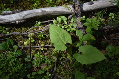 Arnica cordifolia