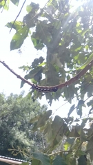 Acronyctodes mexicanaria