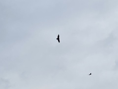 Cathartes aura