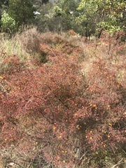 Pultenaea spinosa