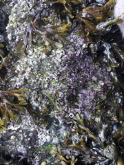 Chamberlainium tumidum