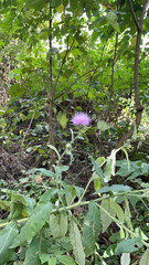 Cirsium altissimum