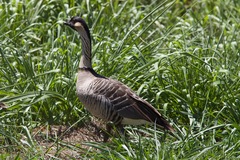 Branta sandvicensis