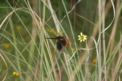 Gyrocheilus patrobas