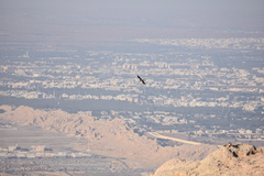 Neophron percnopterus