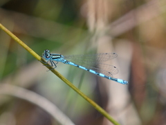 Coenagrion mercuriale
