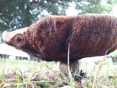 Neoboletus erythropus