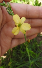 Echeandia flavescens