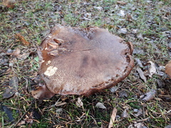 Neoboletus erythropus
