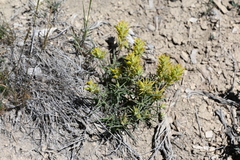 Castilleja flava