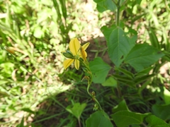 Echeandia flavescens