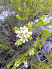 Diosma
