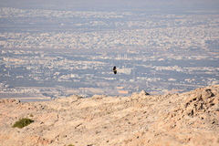 Neophron percnopterus