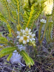 Diosma