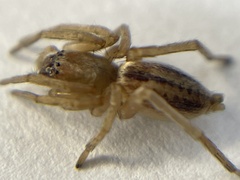 Clubionidae