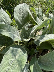 Stachys byzantina