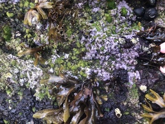 Chamberlainium tumidum