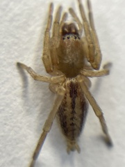 Clubionidae