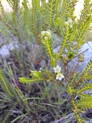 Diosma