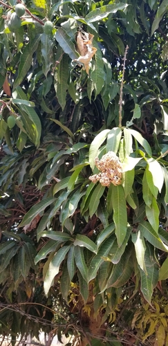 Mangifera indica image