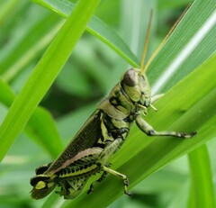 Melanoplus differentialis