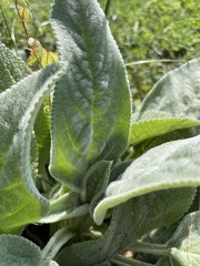 Stachys byzantina