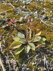 Plantaginaceae